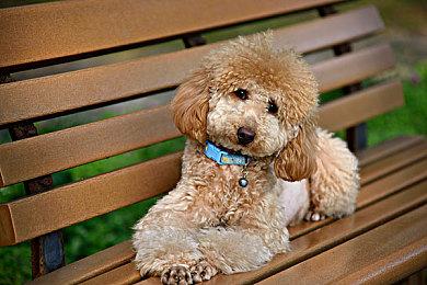 顽皮狗总监Neil玩起地狱笑话：乔尔配上高尔夫